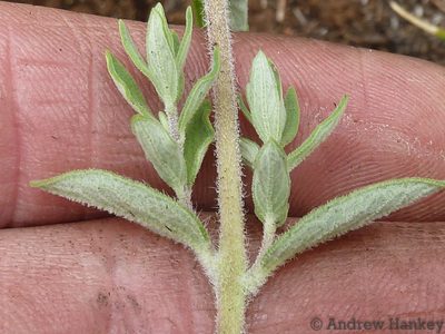 Syncolostemon rectiflorus, photographed by Andrew Hankey
