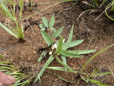 Basananthe sandersonii, photographed by Andrew Hankey