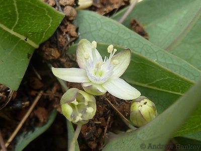 Basananthe sandersonii, photographed by Andrew Hankey