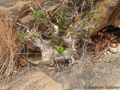 Pachypodium saundersii, photographed by Andrew Hankey