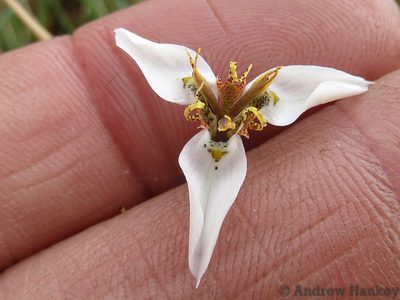 Moraea marionae, photographed by Andrew Hankey