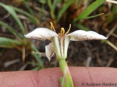 Moraea marionae, photographed by Andrew Hankey