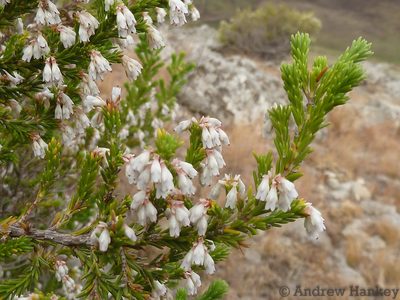 Erica afrorum, photographed by Andrew Hankey