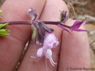 Syncolostemon thorncroftii, photographed by Andrew Hankey
