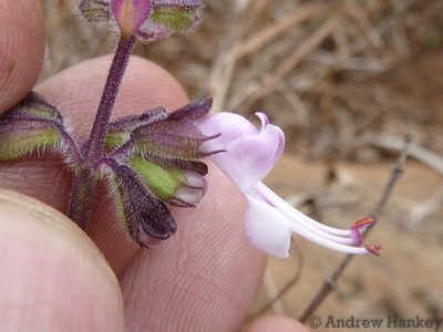 Syncolostemon thorncroftii, photographed by Andrew Hankey