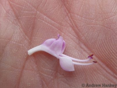 Syncolostemon thorncroftii, photographed by Andrew Hankey