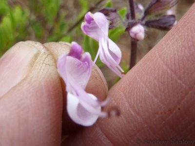 Syncolostemon thorncroftii, photographed by Andrew Hankey
