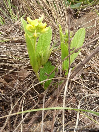 Eriosema ellipticifolium, photographed by Andrew Hankey