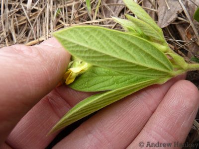 Eriosema ellipticifolium, photographed by Andrew Hankey