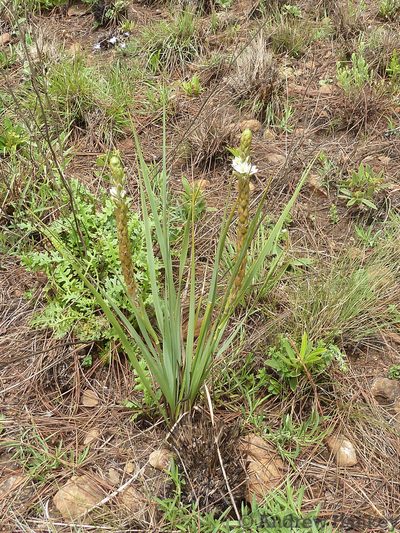 Chlorophytum haygarthii, photographed by Andrew Hankey