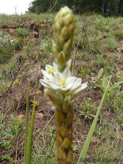 Chlorophytum haygarthii, photographed by Andrew Hankey