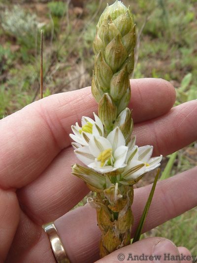 Chlorophytum haygarthii, photographed by Andrew Hankey