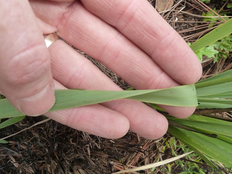 Chlorophytum haygarthii, photographed by Andrew Hankey