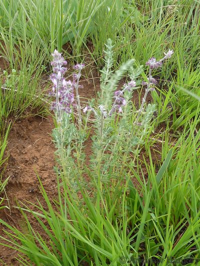 Syncolostemon teucriifolius, photographed by Andrew Hankey