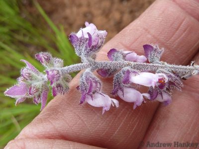 Syncolostemon teucriifolius, photographed by Andrew Hankey