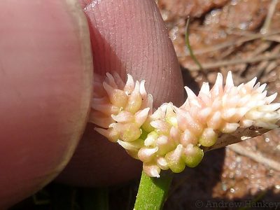 Aponogeton junceus, photographed by Andrew Hankey