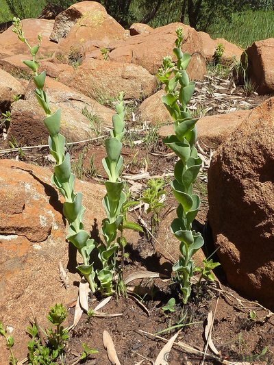 Lopholaena segmentata, photographed by Andrew Hankey