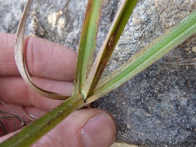 Xerophyta rehmannii, photographed by Andrew Hankey