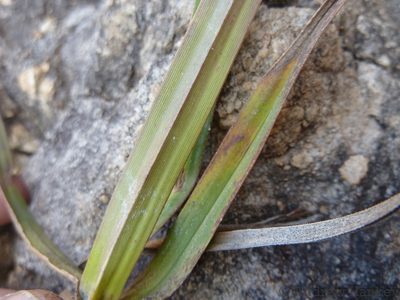 Xerophyta rehmannii, photographed by Andrew Hankey