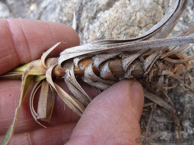 Xerophyta rehmannii, photographed by Andrew Hankey