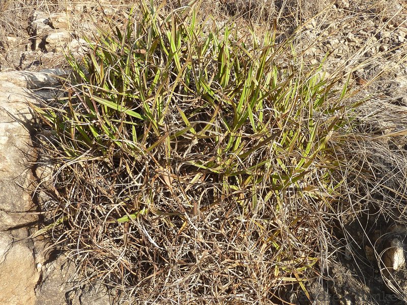 Xerophyta rehmannii, photographed by Andrew Hankey