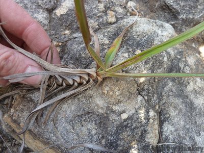 Xerophyta rehmannii, photographed by Andrew Hankey