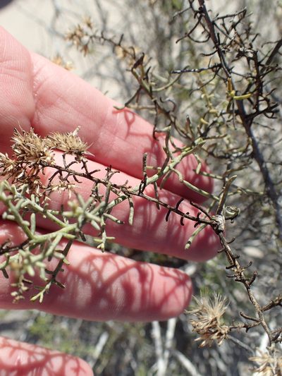 Xylothamia diffusa, photographed by rockybajada