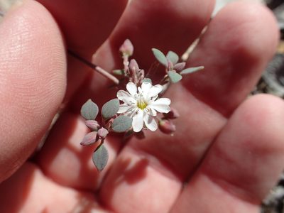 Drymaria holosteoides, photographed by rockybajada