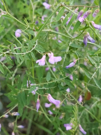 Vicia palaestina, photographed by Dan Killam