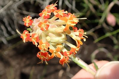 Glumicalyx nutans, photographed by Peter Warren