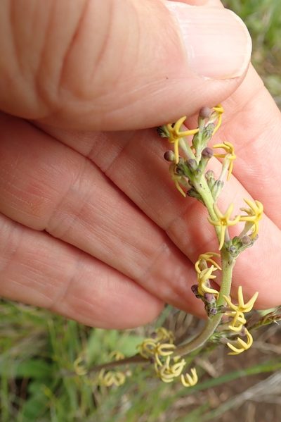 Manulea crassifolia, photographed by Peter Warren
