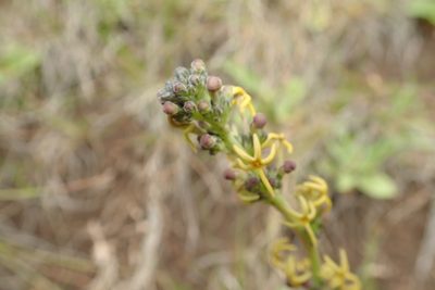 Manulea crassifolia, photographed by Peter Warren