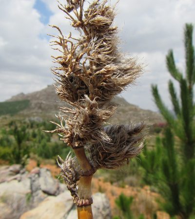 Ceratocaryum persistens, photographed by douglaseustonbrown