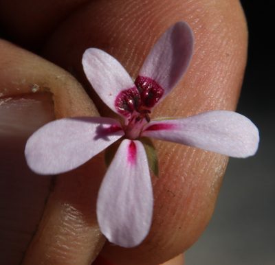 Pelargonium capillare, photographed by Tony Rebelo