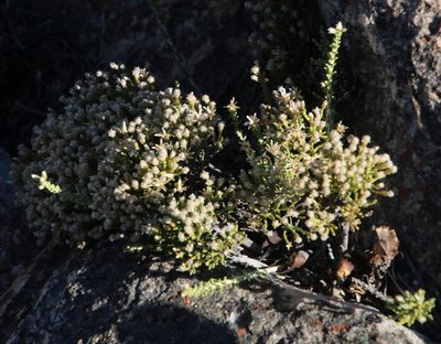 Dolichothrix ericoides, photographed by Tony Rebelo