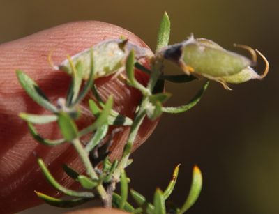 Aspalathus rugosa, photographed by Tony Rebelo