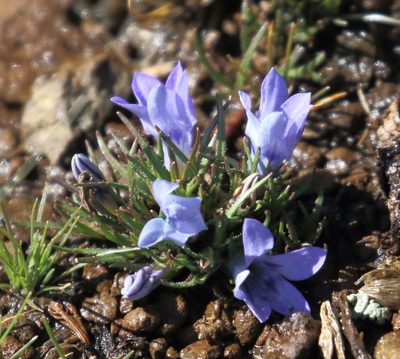 Wahlenbergia polytrichifolia, photographed by Alan Manson