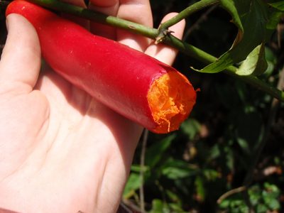Coccinia grandiflora, photographed by Carrie Seltzer