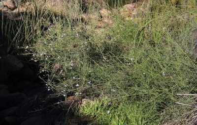 Psoralea verrucosa, photographed by Tony Rebelo