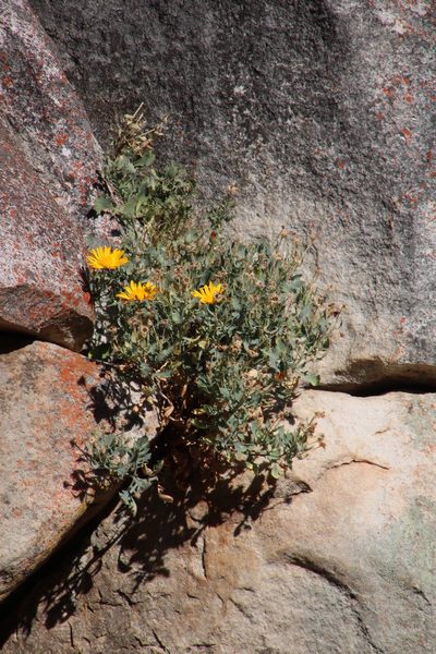 Dimorphotheca chrysanthemifolia, photographed by Tony Rebelo