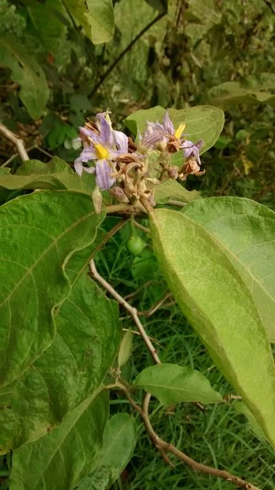 Solanum ovalifolium, photographed by Daniel van der Post