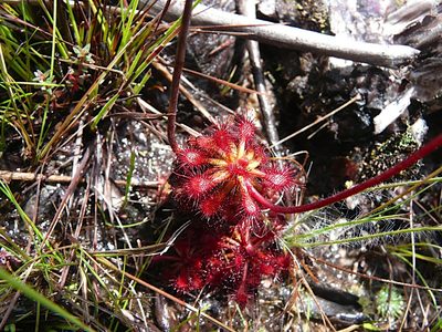 Drosera roraimae, photographed by Steven Bodzin