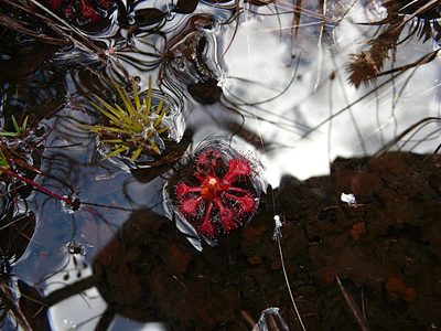 Drosera roraimae, photographed by Steven Bodzin