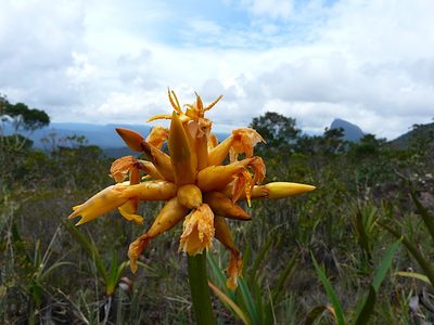 Stegolepis angustata, photographed by Steven Bodzin