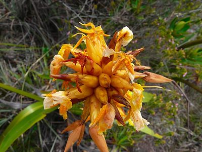Stegolepis angustata, photographed by Steven Bodzin