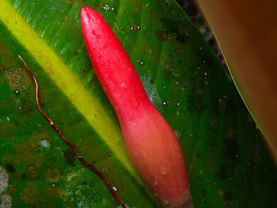 Philodendron insigne, photographed by Steven Bodzin