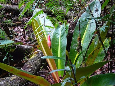 Philodendron insigne, photographed by Steven Bodzin