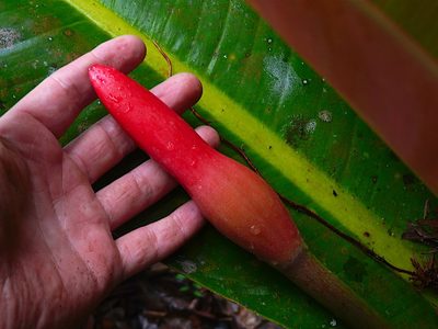 Philodendron insigne, photographed by Steven Bodzin