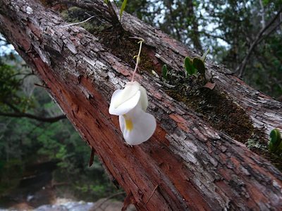 Utricularia alpina, photographed by Steven Bodzin