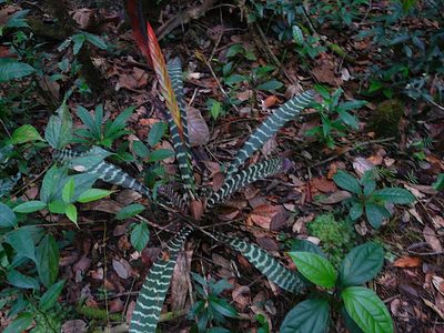Lutheria splendens, photographed by Steven Bodzin